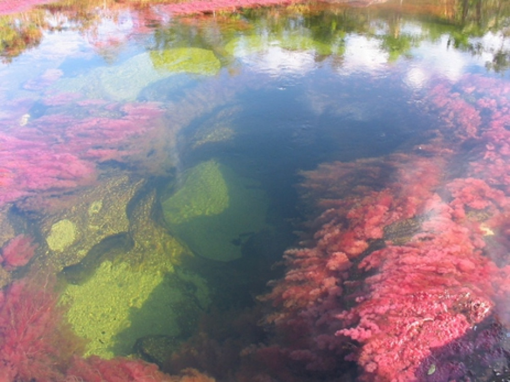 Cano Cristales