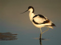 Vogels Nederland