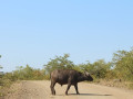 Buffel