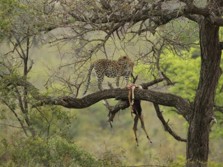 Afbeelding voor Safari in Zuid-Afrika