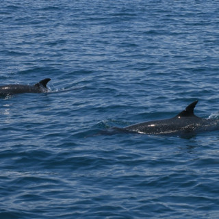 Afbeelding voor Snorkelen en duiken in Costa Rica