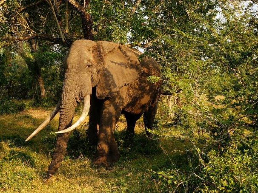 Olifant in Kruger