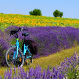 Afbeelding voor Fietsen in de Provence