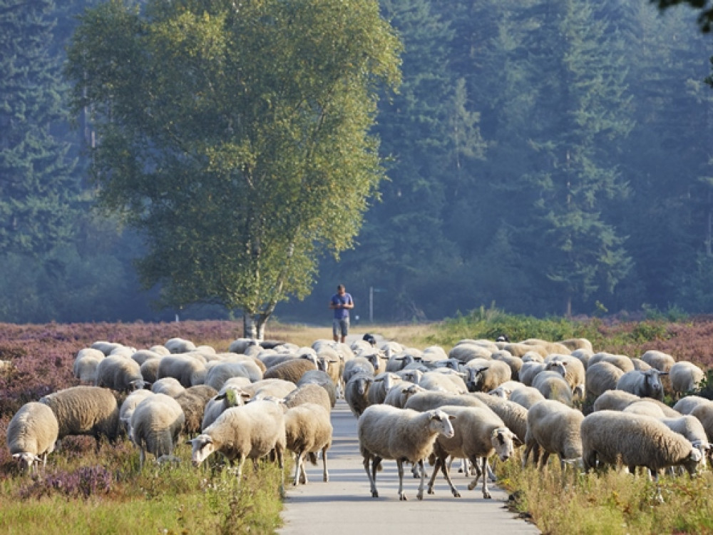 Schapen op de Veluwe