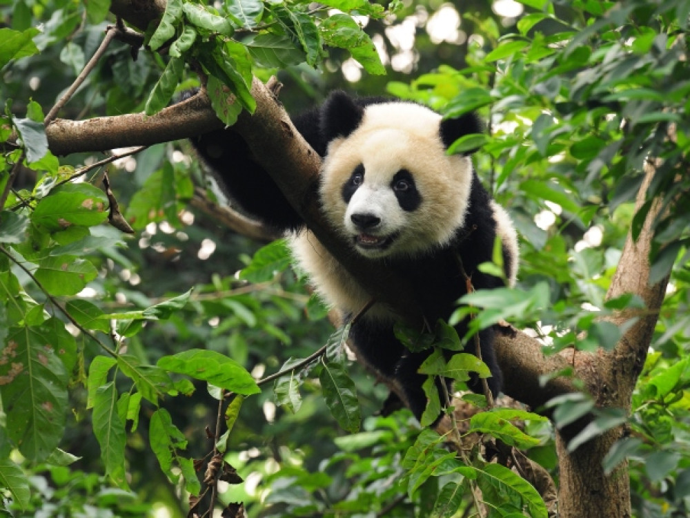 Panda in China