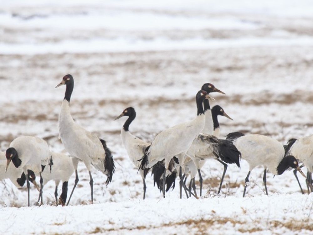 Kraanvogels China