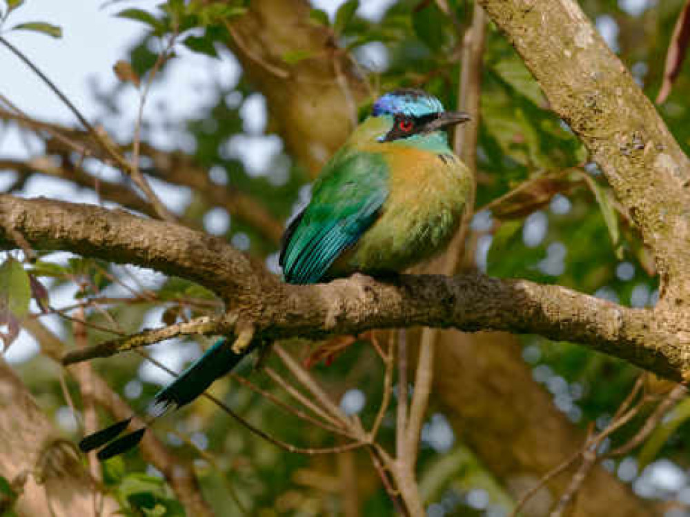 Blue-crowned Motmot