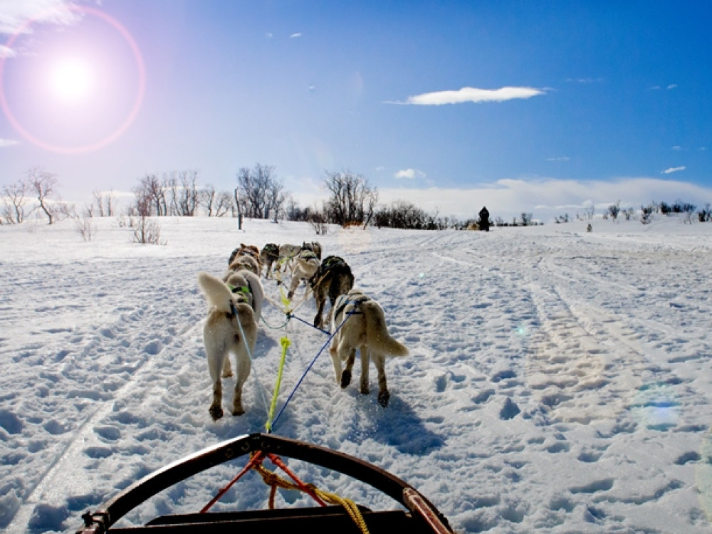 Huskytocht Noorwegen