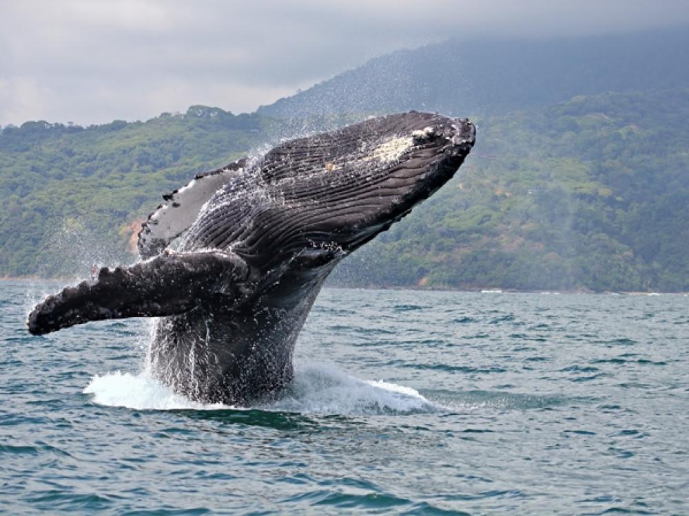 Walvis bij Marino Ballena