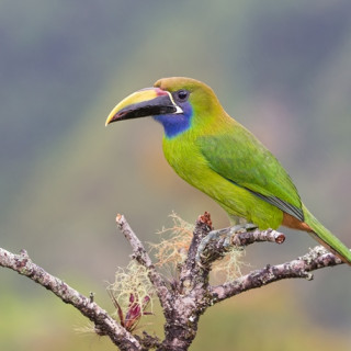 Afbeelding voor Dieren in Costa Rica
