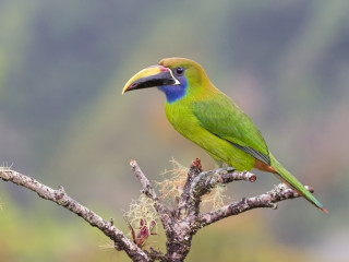 Afbeelding voor Jungle in Costa Rica