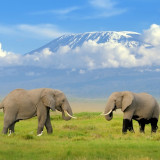 Afbeelding voor Nationale parken Tanzania