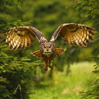 Afbeelding voor Vogelreizen in Europa