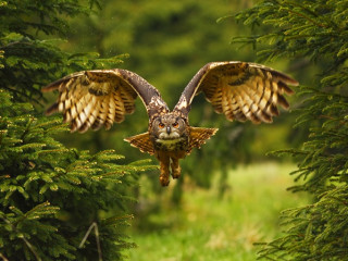 Afbeelding voor Vogelreizen in Europa