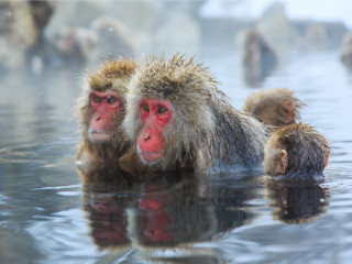 Afbeelding voor Sneeuwapen in Japan