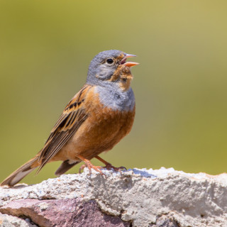 Afbeelding voor Vogels Lesbos