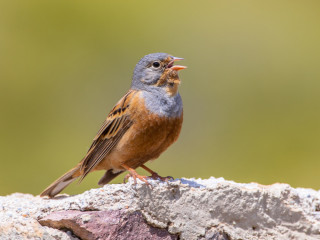 Afbeelding voor Vogels Lesbos