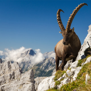 Afbeelding voor Dieren in Slovenië