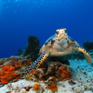 Afbeelding voor Duiken en snorkelen in Mexico