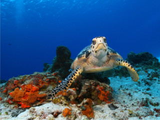 Afbeelding voor Duiken en snorkelen in Mexico