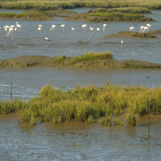 Afbeelding voor Vogels in Alentejo