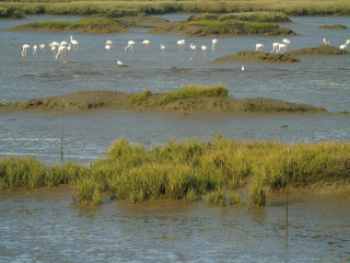 Afbeelding voor Vogels in Alentejo