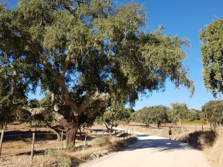 Afbeelding voor Wandelen in Alentejo