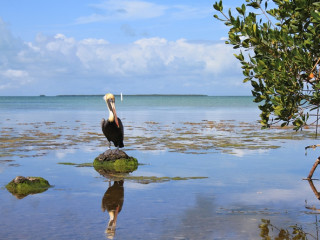 Afbeelding voor Everglades