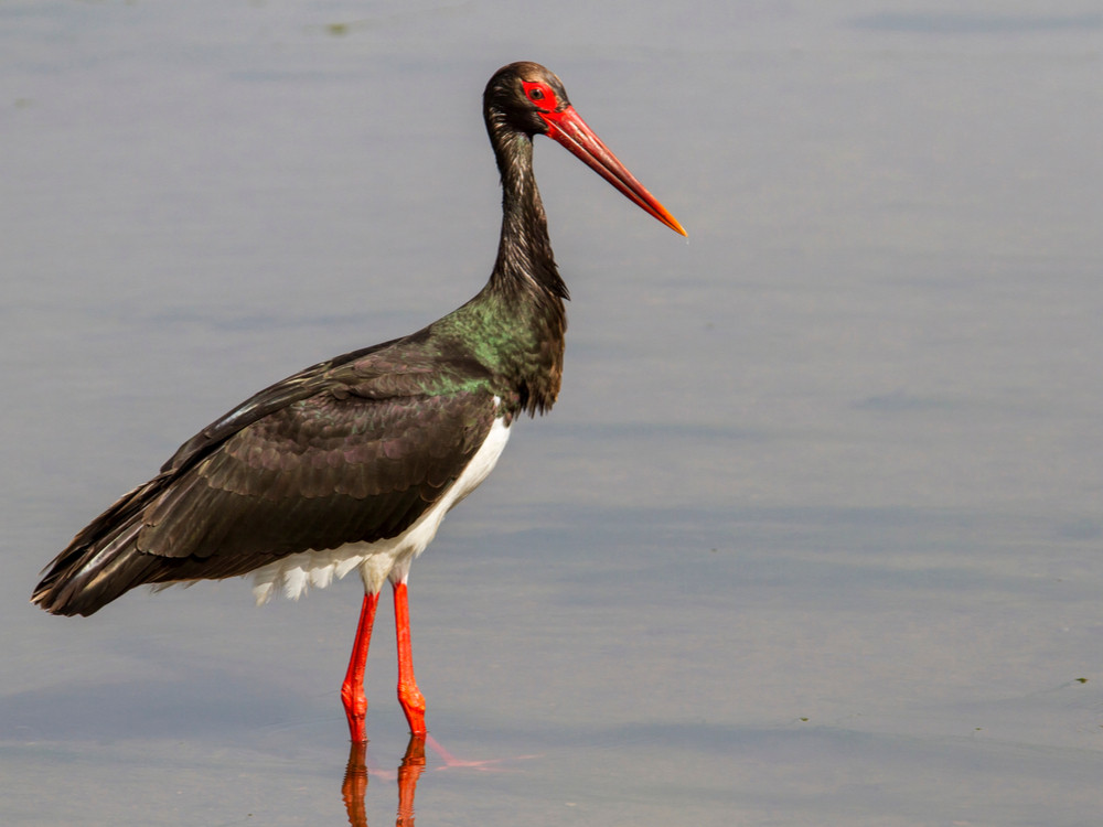 Vogels Lesbos