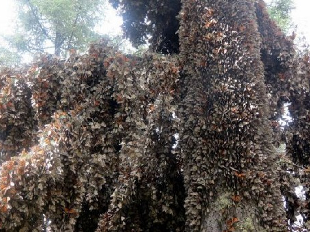 Monarchvlinders Mexico