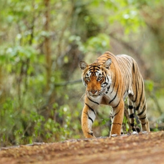 Afbeelding voor Tijgers in India