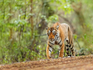 Afbeelding voor Tijgers in India