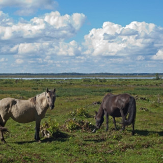 Afbeelding voor Hollandse paarden in Letland