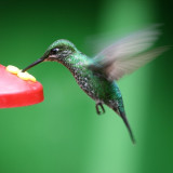 Afbeelding voor Vogels in Costa Rica