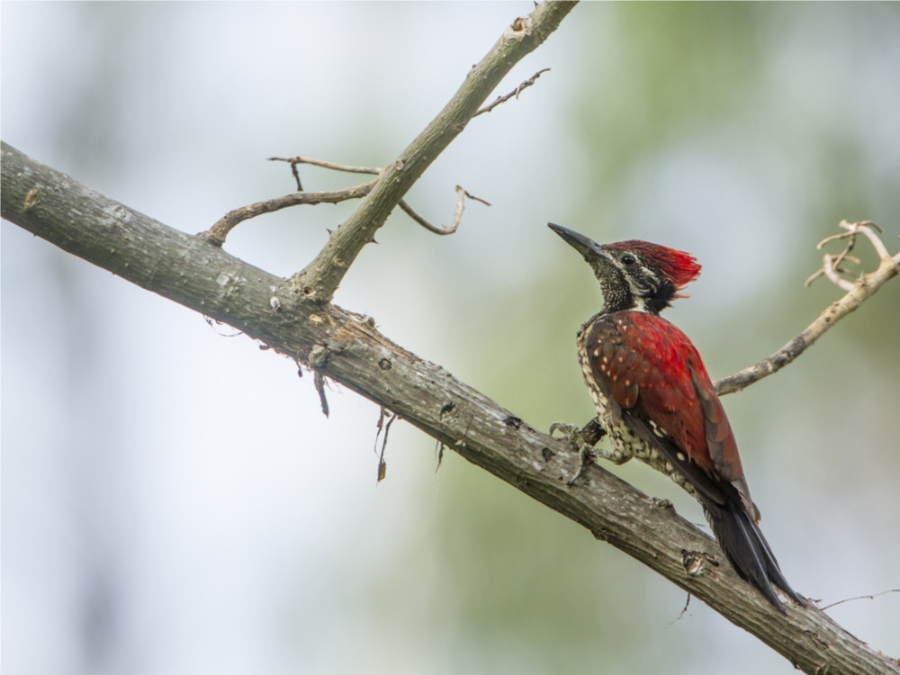 Vogel Sri Lanka