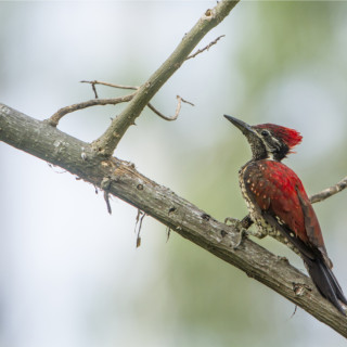 Afbeelding voor Vogels in Sri Lanka