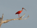 Suriname rode ibis