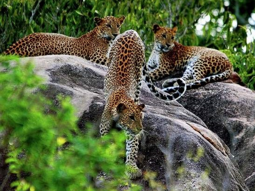 Srilanka