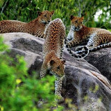 Afbeelding voor Luipaarden in Yala National Park