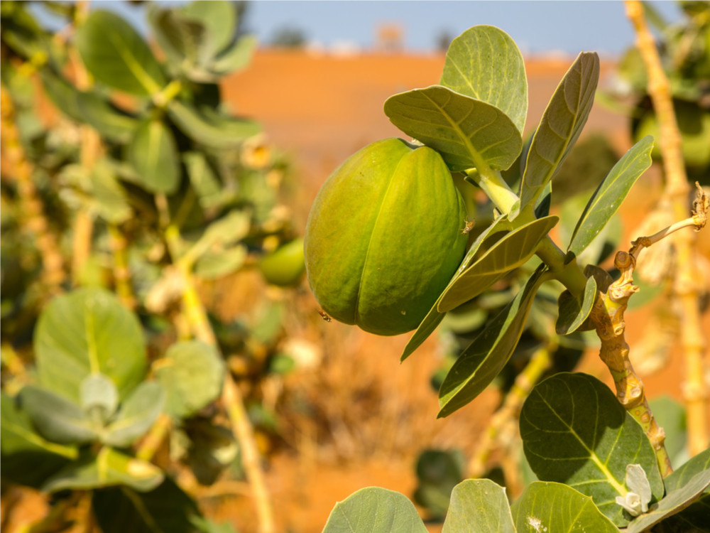 Calotropis procera