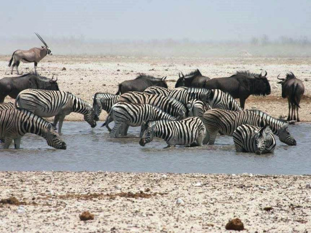 Waterholes in Etosha