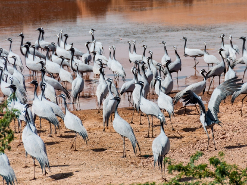 Jufferkraanvogels