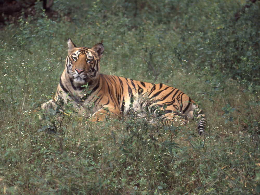 Tijger India