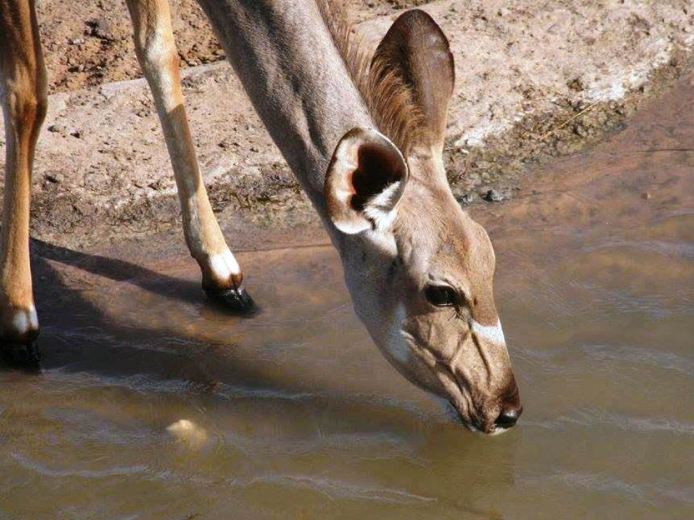 Kudu