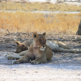 Afbeelding voor Safari in Etosha