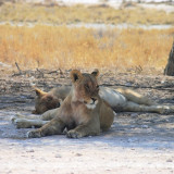 Afbeelding voor Safari in Etosha