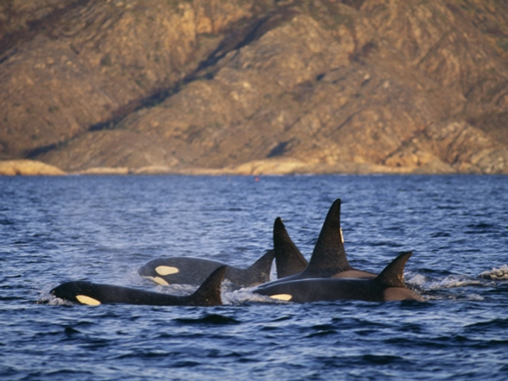 Orka's in Noorwegen