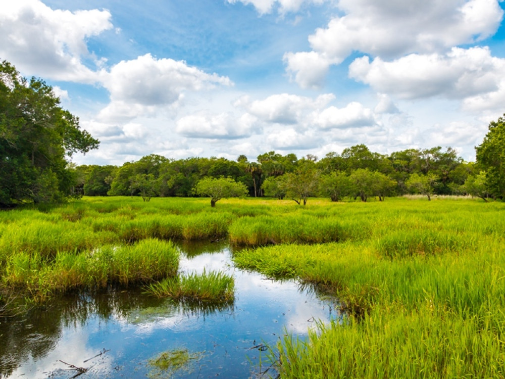 Natuur Everglades