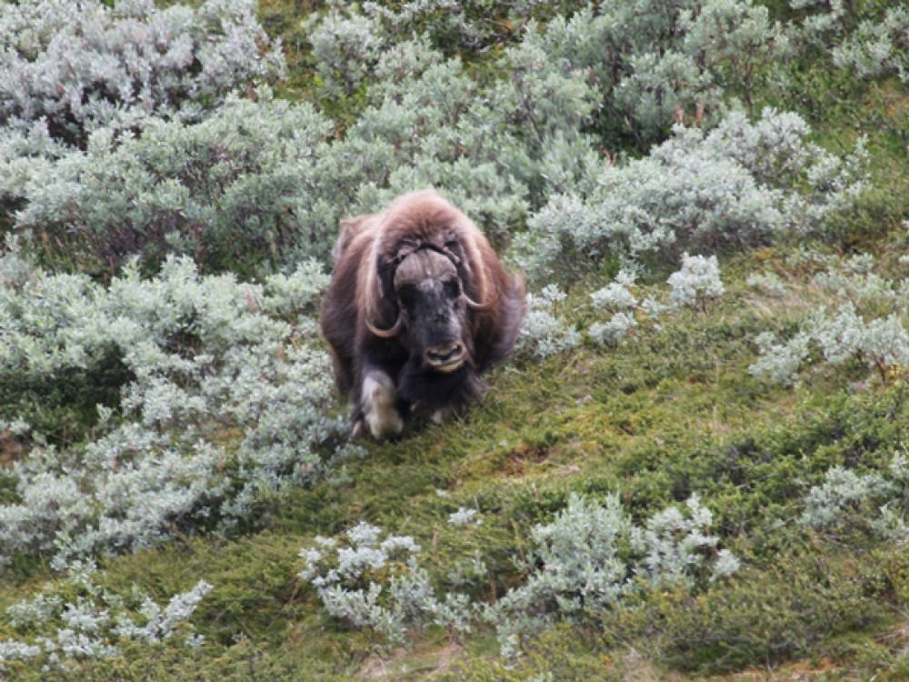 Muskusos in Dovrefjell