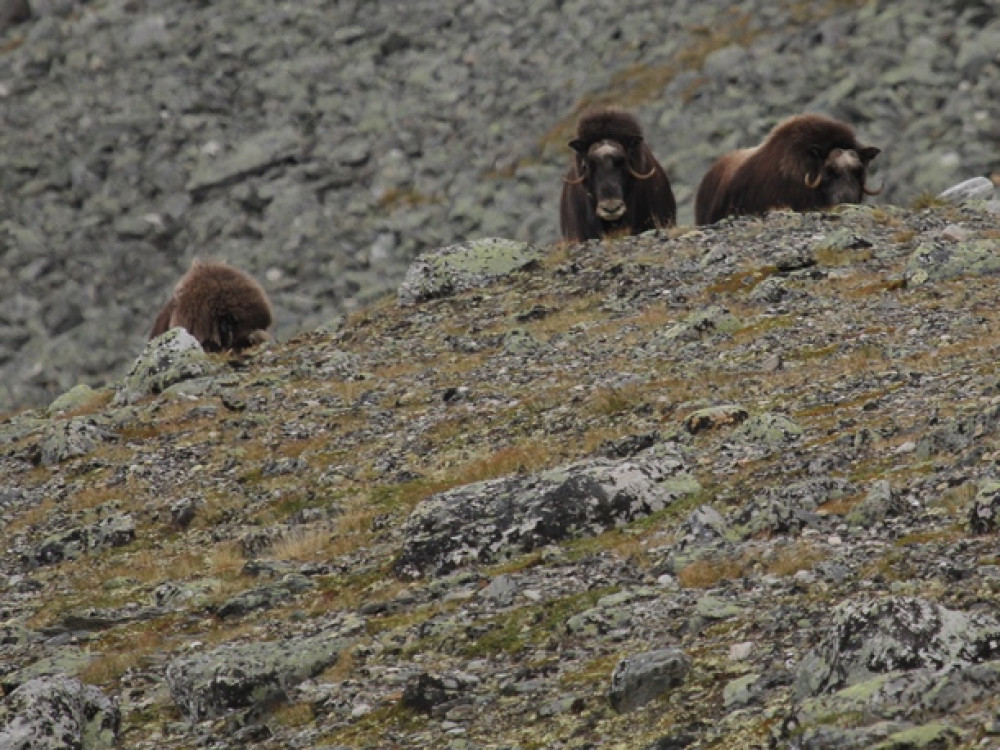 We worden bespied!